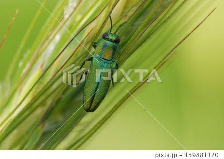 Closeup on a small and colorful Anthaxia scorzonerae jewel beetle on a straw of grass Closeup on a small and colorful Anthaxia scorzonerae jewel beetle on a straw of grass 139881120