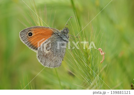Closeup on a European Small Heath butterfly, Coenonympha pamphilus against a green background Closeup on a European Small Heath butterfly, Coenonympha pamphilus against a green background 139881121