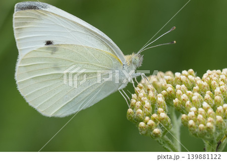 Closeup on a European Small white butterfly , Pieris rapae on an unopened yarrow flowerhead 139881122