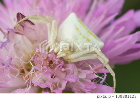 Closeup on a white Heather crab spider, Thomisus onustus in a pink flower 139881125