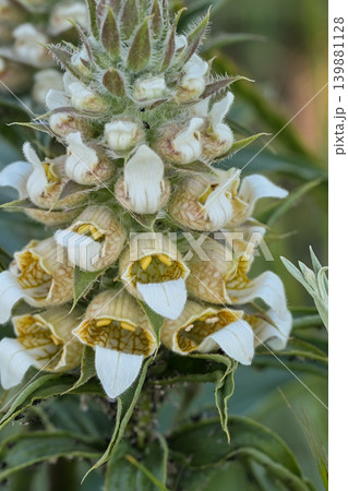 Detailed closeup on a Grecian foxglove wildflower, Digitalis lunata in North Bulgaria Detailed closeup on a Grecian foxglove wildflower, Digitalis lunata in North Bulgaria 139881128