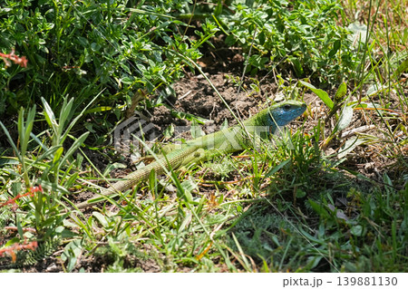 Closeup on a European green lizard , Lacerta viridis hiding in the grass in North Bulgaria Closeup on a European green lizard , Lacerta viridis hiding in the grass in North Bulgaria 139881130