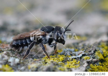 Closeup on an adult female Small Centaurea Leafcutter bee , Megachile apicalis form Southern France Closeup on an adult female Small Centaurea Leafcutter bee , Megachile apicalis form Southern France 139881140