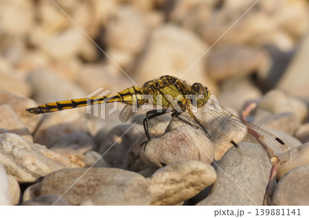 Closeup on a yellow clored female southern skimmer, Orthetrum brunneum in Gard, France Closeup on a yellow clored female southern skimmer, Orthetrum brunneum in Gard, France 139881141