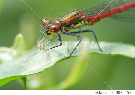 Closeup on a male European large red damselfly, Pyrrhosoma nymphula perched in green vegetation Closeup on a male European large red damselfly, Pyrrhosoma nymphula perched in green vegetation 139881158