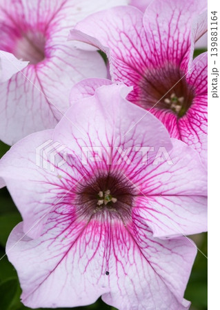 Vibrant Pink Petal Veins on Delicate White Flowers Close-up, Nature's Beauty, Floral Elegance Macro Shot Vibrant Pink Petal Veins on Delicate White Flowers Close-up, Nature's Beauty, Floral Elegance Macro Shot 139881164