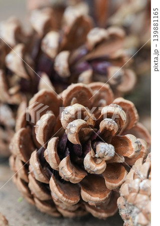 Close up of a brown dry natural pine cone, showcasing its textured scales and earthy tones, perfect for autumn Close up of a brown dry natural pine cone, showcasing its textured scales and earthy tones, perfect for autumn 139881165