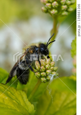 Vertical closeup on a female grey-patched mining bee, Andrena nitida resting in vegetation in the garden Vertical closeup on a female grey-patched mining bee, Andrena nitida resting in vegetation in the garden 139881166