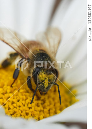 Close-up of a Busy Bee Collecting Pollen on a White Daisy in a Sunny Garden Environment Close-up of a Busy Bee Collecting Pollen on a White Daisy in a Sunny Garden Environment 139881167
