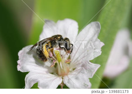 Closeup on a female metallic green sweat bee species , Lasioglossum species collecting pollen from a white Geranium pyrenaicum flower in the garden Closeup on a female metallic green sweat bee species , Lasioglossum species collecting pollen from a white Geranium pyrenaicum flower in the garden 139881173