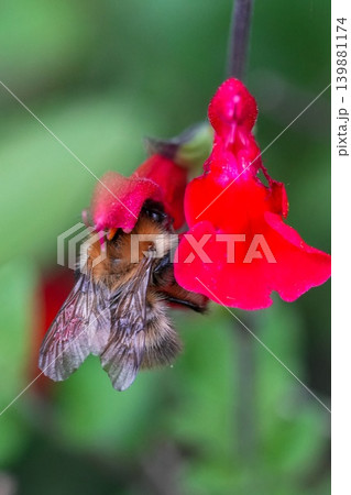 Bumblebee Forage Nectar From Bright Red Garden Flower on a Sunny Day, Nature Blossom Detail Bumblebee Forage Nectar From Bright Red Garden Flower on a Sunny Day, Nature Blossom Detail 139881174
