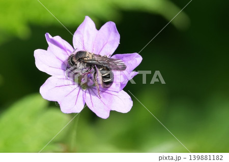 Closeup on a female European large scissor bee, Chelostoma florisomne on a purple flower in the garden Closeup on a female European large scissor bee, Chelostoma florisomne on a purple flower in the garden 139881182