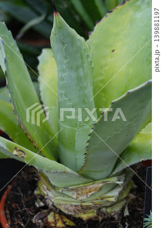 Close-up of a vibrant green Agave succulent plant, showcasing detailed leaves and robust growth in natural light 139881197
