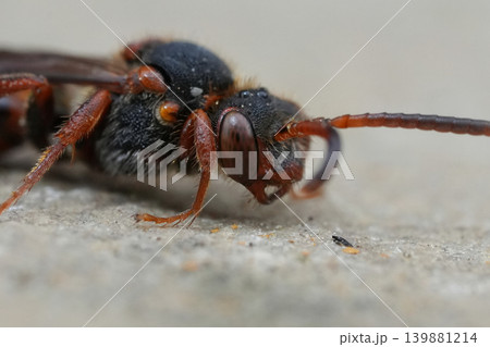 Detailed facial closeup of a female colorful Variable nomad cleptoparasite bee, Nomada zonata on on a piece of wood Detailed facial closeup of a female colorful Variable nomad cleptoparasite bee, Nomada zonata on on a piece of wood 139881214