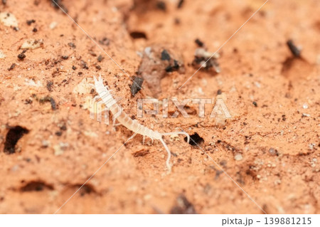 Extreme closeup on a small white juvenile Scutigerella species, a subterranean species which feeds on plants Extreme closeup on a small white juvenile Scutigerella species, a subterranean species which feeds on plants 139881215