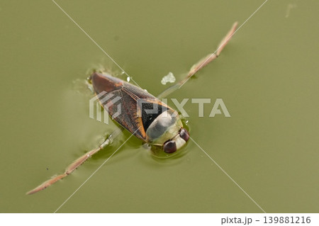 Water Boatman , Notonecta maculata Glide on Surface: Aquatic Bug in Pond, Nature Close-Up Gaze, Natural World Wonders, Harmony and Serenity Water Boatman , Notonecta maculata Glide on Surface: Aquatic Bug in Pond, Nature Close-Up Gaze, Natural World Wonders, Harmony and Serenity 139881216