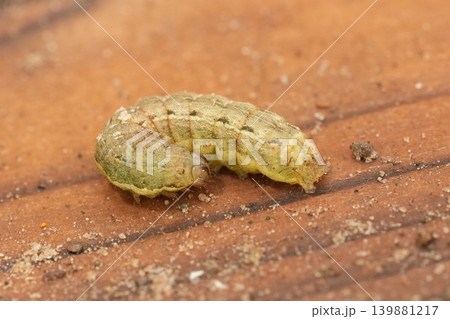 Closeup on a light green caterpillar of the Large yellow underwing moth, Noctua pronuba on wood 139881217