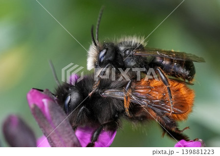 Closeup on a copulation male and female European horned orchard mason bee, Osmia cornuta on a purple flower in the garden Closeup on a copulation male and female European horned orchard mason bee, Osmia cornuta on a purple flower in the garden 139881223