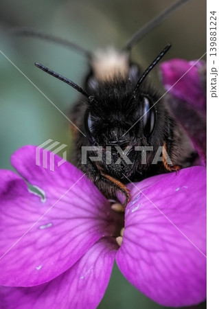 Closeup on a copulation male and female European horned orchard mason bee, Osmia cornuta on a purple flower in the garden Closeup on a copulation male and female European horned orchard mason bee, Osmia cornuta on a purple flower in the garden 139881224