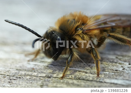 Detailed closeup of the male of the Grey-gastered mining bee, Andrena tibialis sitting on weathered wood 139881226