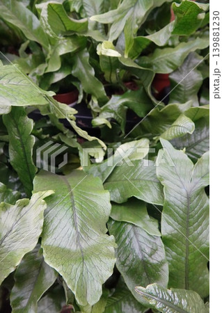 Vibrant green plant foliage close-up, healthy texture, natural growth, perfect for botanical themes and decor 139881230