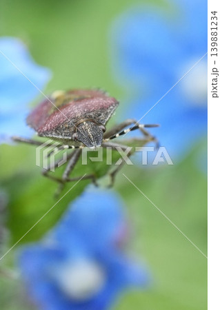 Soft focus closeup on a Hairy Shieldbug or Sloe bug, Dolycoris baccarum on a blue alkanet flower Soft focus closeup on a Hairy Shieldbug or Sloe bug, Dolycoris baccarum on a blue alkanet flower 139881234