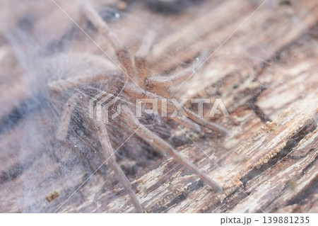 Hairy, brown arachnid camouflage perfectly within its intricate web on weathered wooden surface in natural light Hairy, brown arachnid camouflage perfectly within its intricate web on weathered wooden surface in natural light 139881235