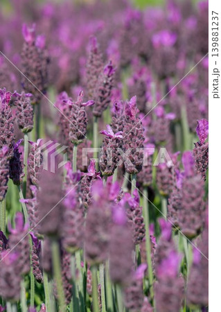 Vibrant Purple Lavender Blooms in Lush Field: Close-up of Delicate Flowers, Nature's Beauty, Serene Outdoor Setting Vibrant Purple Lavender Blooms in Lush Field: Close-up of Delicate Flowers, Nature's Beauty, Serene Outdoor Setting 139881237