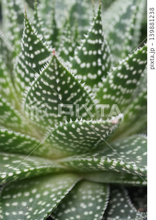 Close up view of vibrant green succulent leaves with distinctive white spots 139881238