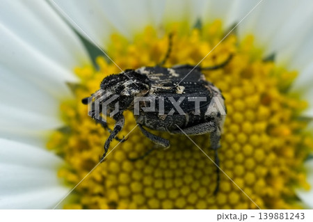 Closeup on a European Valgus hemipterus beetle on a daisy flower Closeup on a European Valgus hemipterus beetle on a daisy flower 139881243
