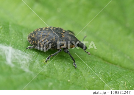Closeup on a small European brown Turbine Cylindrical Weevil species, Larinus turbinatus Closeup on a small European brown Turbine Cylindrical Weevil species, Larinus turbinatus 139881247