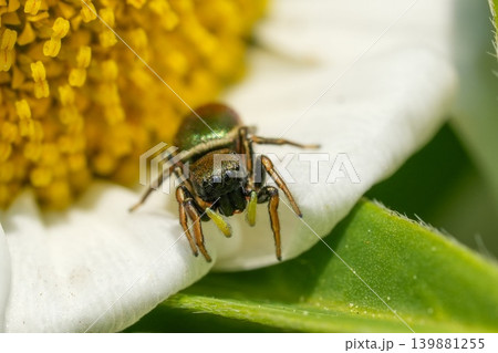 Closeup on a cute European female Jumping Spider, Family Salticidae, genus Heliophanus on a daisy flower Closeup on a cute European female Jumping Spider, Family Salticidae, genus Heliophanus on a daisy flower 139881255