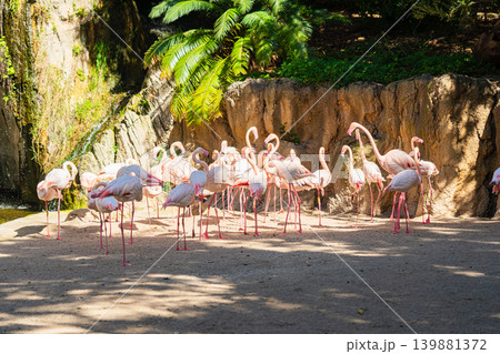 flock of pink flamingos standing in zoo habitat under sunlight flock of pink flamingos standing in zoo habitat under sunlight 139881372