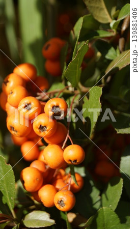Close-up of pyracantha bush berries, orange background on a sunny day. Close-up of pyracantha bush berries, orange background on a sunny day. 139881406