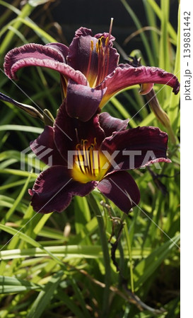 Dark Lilies, Daylily Blooming in Sunlight Dark Lilies, Daylily Blooming in Sunlight 139881442