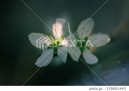 Close-up of Two White Blossoms in Soft Light 139881443