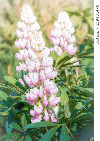 Pink and white lupine flowers close-up Pink and white lupine flowers close-up 139881446