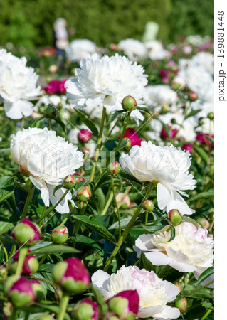 Blooming white and red peonies in a summer garden Blooming white and red peonies in a summer garden 139881448