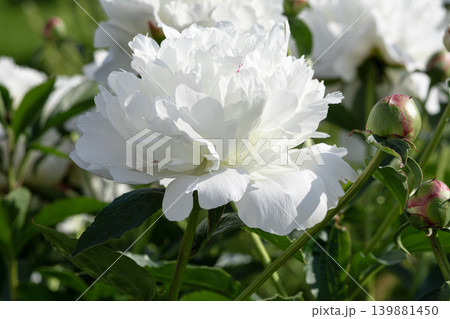 White peony flower blooming in the garden 139881450