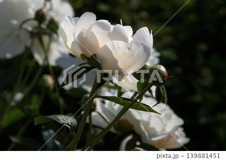 White peony flower close-up in sunlight White peony flower close-up in sunlight 139881451