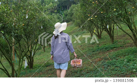 Rear view of young woman farmer walking along orange tree grove carrying a wicker basket filled with freshly harvested oranges. Farm life concept 139881506