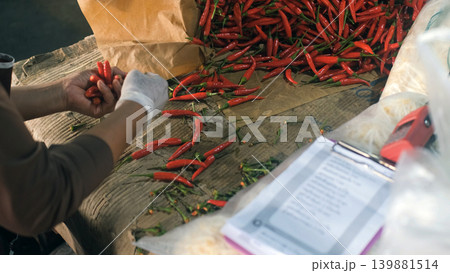 Close-up of woman's hands sorting and packing fresh red chili peppers at an outdoor market stall. Spice handling concept Close-up of woman's hands sorting and packing fresh red chili peppers at an outdoor market stall. Spice handling concept 139881514