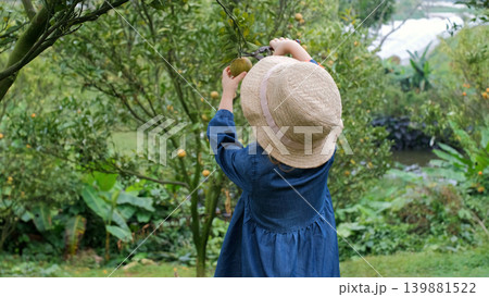 Cute little girl in straw hat happily picking and cutting fresh orange fruit from a tree branch in green farm orchard. Childhood harvest concept 139881522