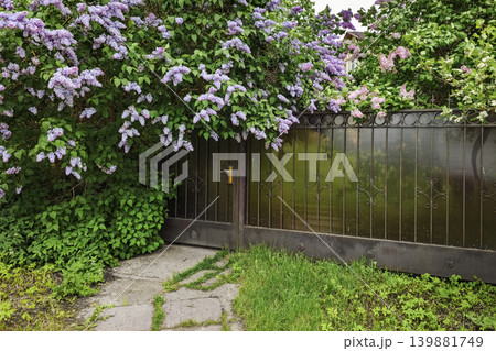 Vibrant purple lilacs cascade over a dark iron gate Vibrant purple lilacs cascade over a dark iron gate 139881749