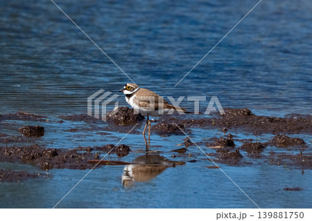 Small plover stands on muddy shoreline. 139881750