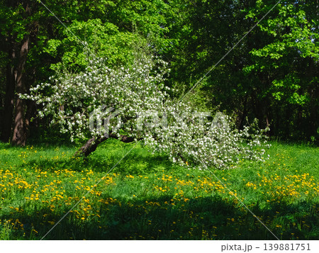 Blossoming tree stands in sunlit meadow Blossoming tree stands in sunlit meadow 139881751