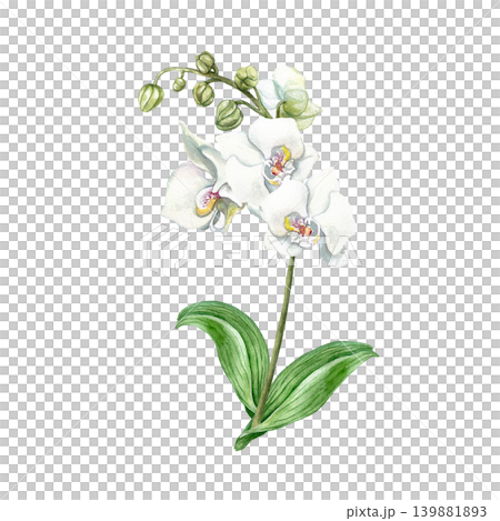 White orchid. Plant with flowers, buds and green leaves. Hand drawn botanical watercolor illustration, isolated. Suitable for card designs, wedding invitations and cosmetics. White orchid. Plant with flowers, buds and green leaves. Hand drawn botanical watercolor illustration, isolated. Suitable for card designs, wedding invitations and cosmetics. 139881893