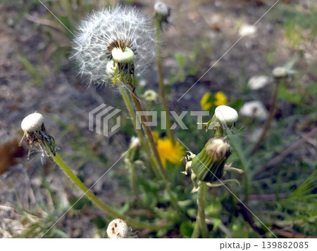 Dandelion Fruits Spread in the Wind on a Sunny Day in a Grassy Field 139882085