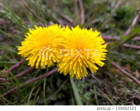 Dandelions Grow Close Together in a Grassy Area Under Daytime Light 139882101