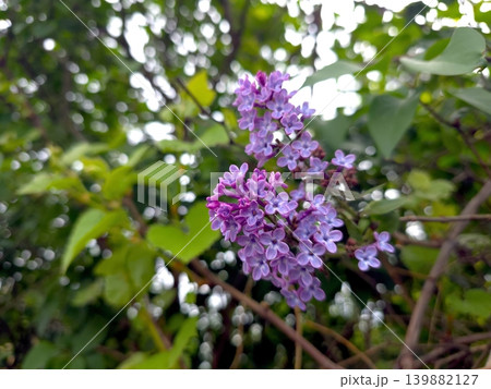 Lilac Blossom Flowers Blooming in the Garden During Spring Season 139882127
